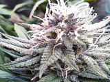 Mykorrhiza und Cannabis