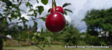 Gesunde Ernte