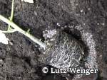 Anwendung von Mykorrhiza-Substrat beim Umpflanzen einer Tomatenpflanze