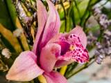 Warum ist das Mykorrhiza-Substrat nicht für Orchideen geeignet?