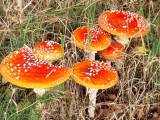 Wird die Mykorrhiza durch den Einsatz von Fungiziden geschädigt?